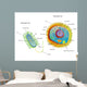 Cross Section Diagram of Prokaryotic Wall Mural