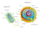 Cross Section Diagram of Prokaryotic Wall Mural