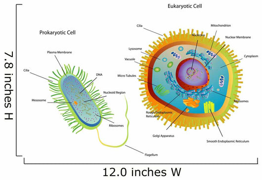 Cross Section Diagram of Prokaryotic Wall Mural