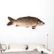 Carp Fish Wall Decal