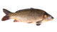 Carp Fish Wall Decal