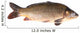 Carp Fish Wall Decal