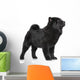 Chow Chow Puppy Standing 
