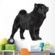 Chow Chow Puppy Standing 