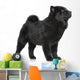 Chow Chow Puppy Standing 