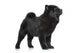 Chow Chow Puppy Standing 