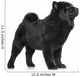Chow Chow Puppy Standing 