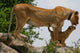 Lioness an Lion Cub Wall Mural