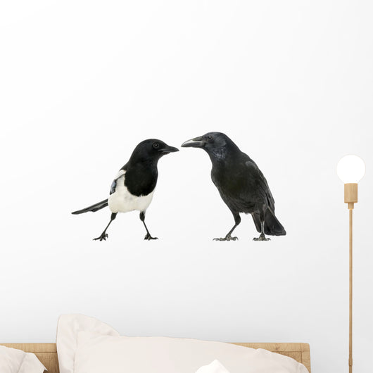 Common Magpie and Carrion Crow Facing Each Other Wall Decal