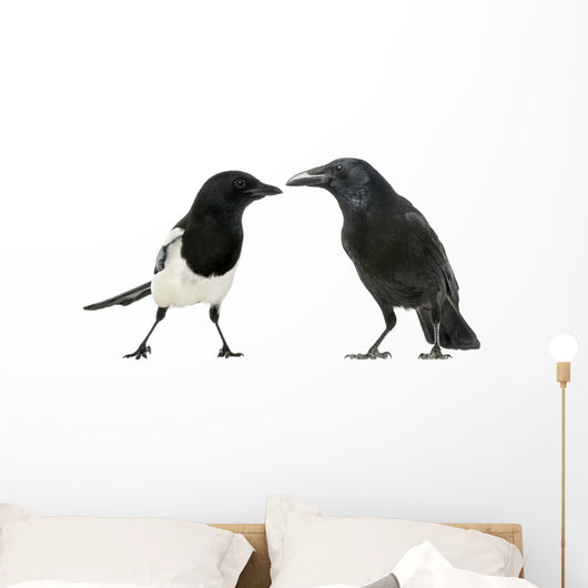 Common Magpie and Carrion Crow Facing Each Other Wall Decal