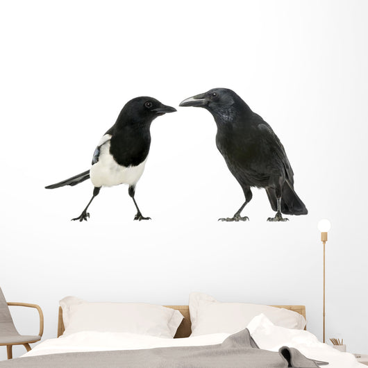Common Magpie and Carrion Crow Facing Each Other Wall Decal