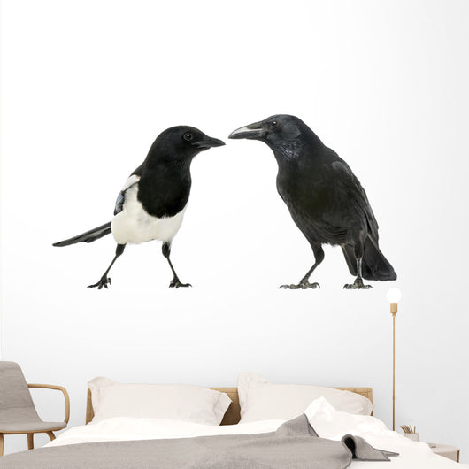 Common Magpie and Carrion Crow Facing Each Other Wall Decal
