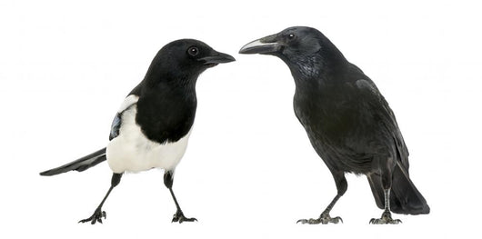 Common Magpie and Carrion Crow Facing Each Other Wall Decal
