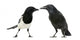 Common Magpie and Carrion Crow Facing Each Other Wall Decal