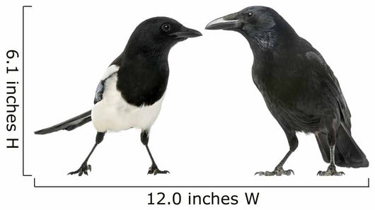 Common Magpie and Carrion Crow Facing Each Other Wall Decal