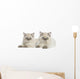 British Longhair Kittens Lying and Looking at the Camera 