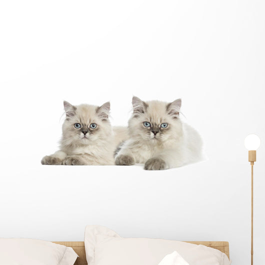 British Longhair Kittens Lying and Looking at the Camera 