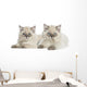British Longhair Kittens Lying and Looking at the Camera 