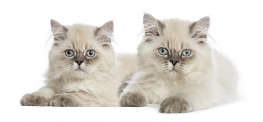 British Longhair Kittens Lying and Looking at the Camera 