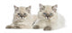 British Longhair Kittens Lying and Looking at the Camera 