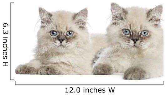 British Longhair Kittens Lying and Looking at the Camera 