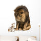 Lion sitting and looking at a chihuahua dressed 