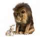 Lion sitting and looking at a chihuahua dressed 