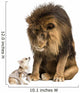 Lion sitting and looking at a chihuahua dressed 