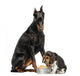 Doberman Pinscher Sittingand Looking down at a Beagle Puppy 