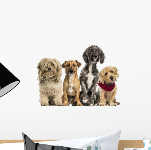Group of Crossbreed sitting and looking 