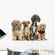 Group of Crossbreed sitting and looking 