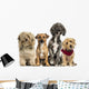 Group of Crossbreed sitting and looking 