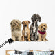 Group of Crossbreed sitting and looking 
