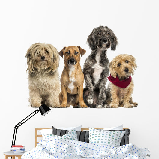 Group of Crossbreed sitting and looking 
