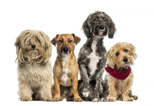 Group of Crossbreed sitting and looking 