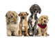 Group of Crossbreed sitting and looking 