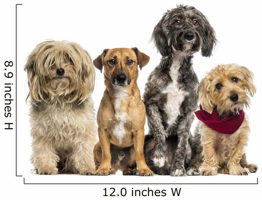 Group of Crossbreed sitting and looking 