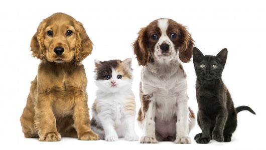 Group of Kittens and Dogs Wall Decal
