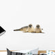 Two Common Seals Lying and Looking 