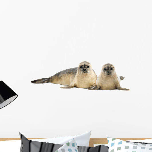 Two Common Seals Lying and Looking 