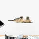 Two Common Seals Lying and Looking 