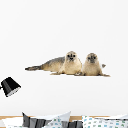 Two Common Seals Lying and Looking 