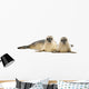 Two Common Seals Lying and Looking 