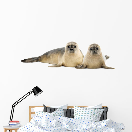 Two Common Seals Lying and Looking 