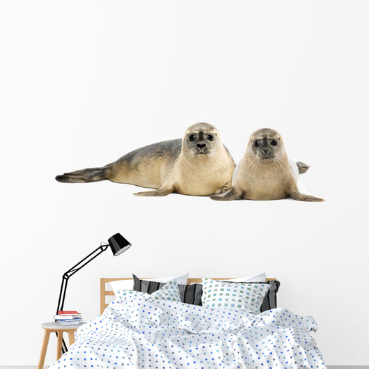 Two Common Seals Lying and Looking 