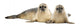 Two Common Seals Lying and Looking 