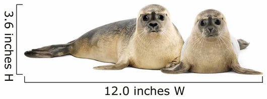 Two Common Seals Lying and Looking 