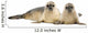 Two Common Seals Lying and Looking 