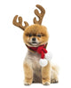 Groomed Pomeranian Dog Sitting and Wearing Reindeer Antlers Head Wall Decal