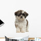 Shih Tzu Puppy Standing and Looking at the Camera 
